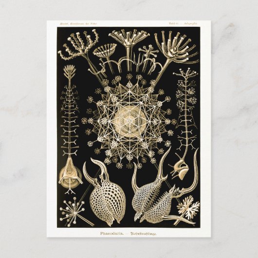 Phaeodaria | 61 Goud | Ernst Haeckel | Briefkaart (Voorkant)