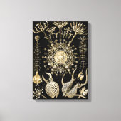 Phaeodaria | 61 Goud | Ernst Haeckel | Canvas Afdruk (Voorkant)
