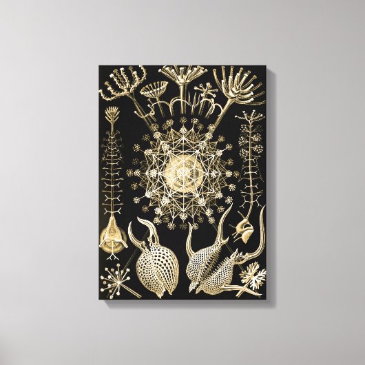 Phaeodaria | 61 Goud | Ernst Haeckel | Canvas Afdruk (Voorkant)