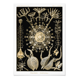 Phaeodaria | 61 Goud | Ernst Haeckel | Foto Afdruk