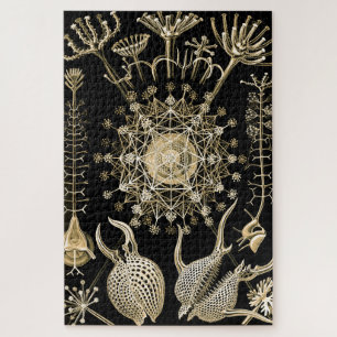 Phaeodaria   61 Goud   Ernst Haeckel   Legpuzzel