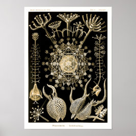 Phaeodaria | 61 Goud | Ernst Haeckel | Poster