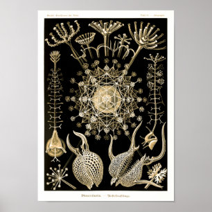 Phaeodaria   61 Goud   Ernst Haeckel   Poster