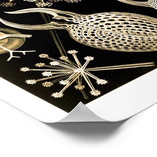 Phaeodaria | 61 Goud | Ernst Haeckel | Poster (Hoek)