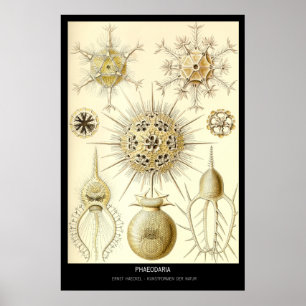 Phaeodaria - Bord 1-Kunstformen der Natur Poster