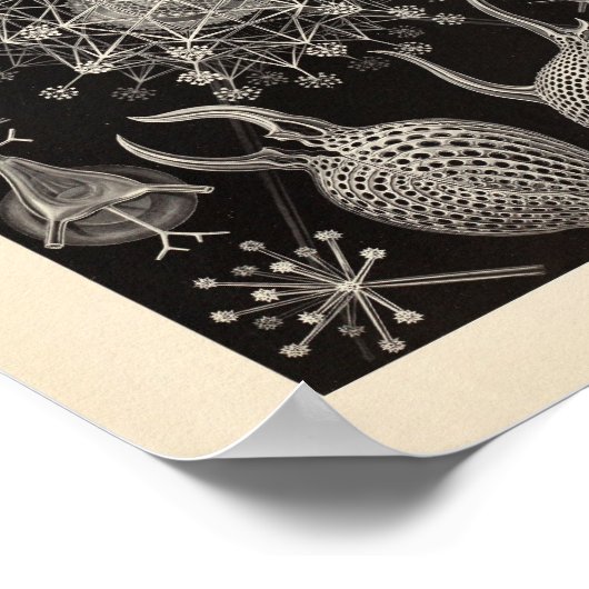 Phaeodaria Ernst Haeckel Art Print (Hoek)