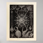 Phaeodaria Ernst Haeckel Art Print (Voorkant)