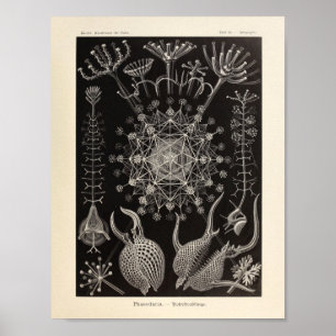  Phaeodaria Ernst Haeckel Art Print
