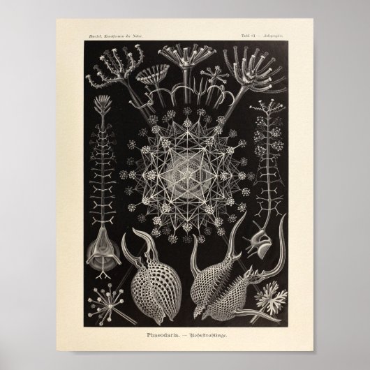 Phaeodaria Ernst Haeckel Art Print (Voorkant)