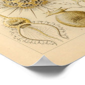 Phaeodaria Kleur Ernst Haeckel Afdrukken Poster (Hoek)