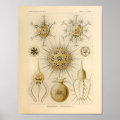  Phaeodaria Kleur Ernst Haeckel Afdrukken Poster (Voorkant)