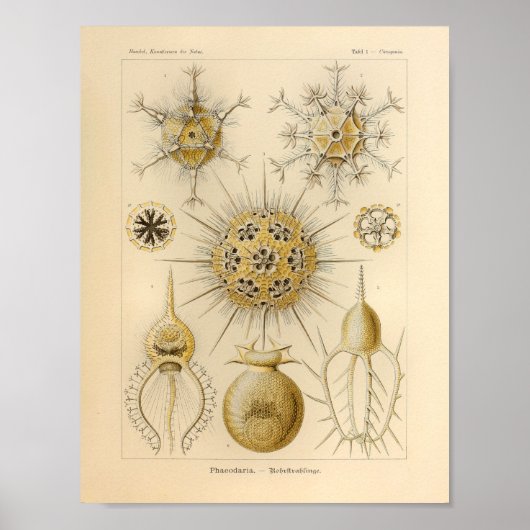 Phaeodaria Kleur Ernst Haeckel Afdrukken Poster (Voorkant)