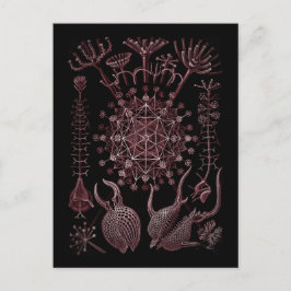 Phaeodaria Zee Shell Detail 1879 Briefkaart