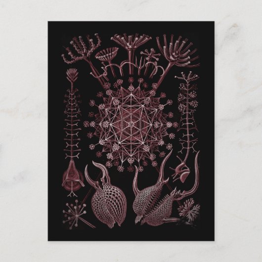 Phaeodaria Zee Shell Detail 1879 Briefkaart (Voorkant)