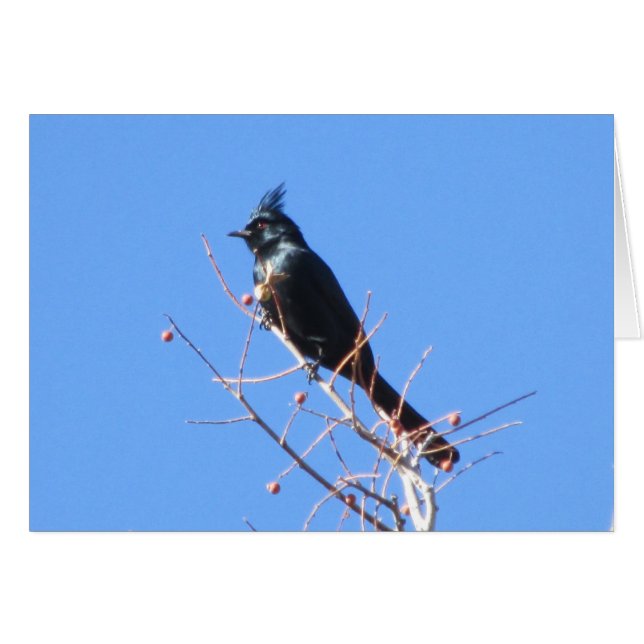 Phainopepla (Voorkant Horizontaal)