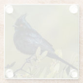 Phainopepla Glass Onderzetter (Achterkant)