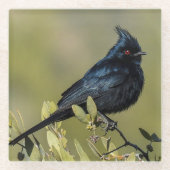 Phainopepla Glass Onderzetter Glazen Onderzetter (Voorkant)