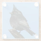 Phainopepla Glass Onderzetter Glazen Onderzetter (Achterkant)