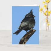 Phainopepla Notecard Kaart (Gele Bloem)