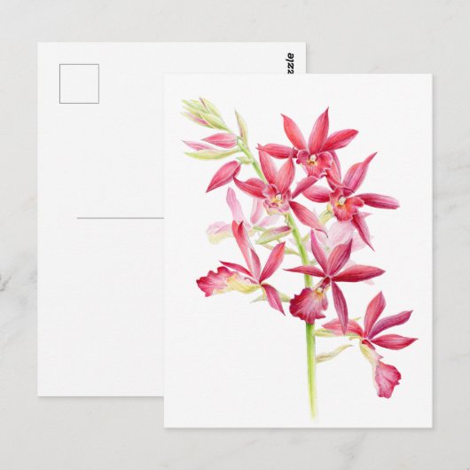 Phaiocalanthe Parkside red orchid waterverf art Briefkaart (Voorkant / Achterkant)