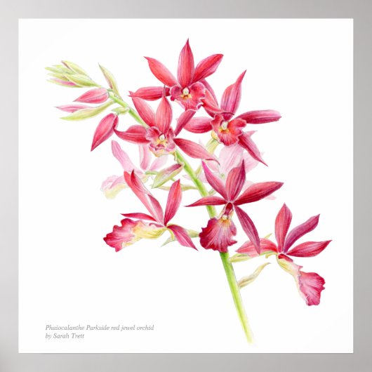 Phaiocalanthe Parkside red orchid waterverf art Poster (Voorkant)