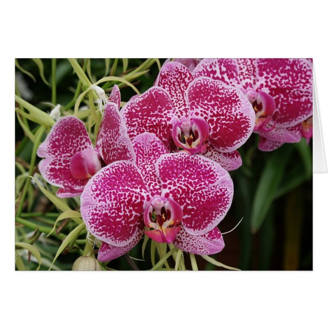 Phalaenopsis  (Voorkant Horizontaal)