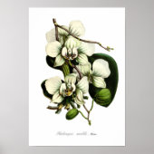 Phalaenopsis amabilis poster (Voorkant)