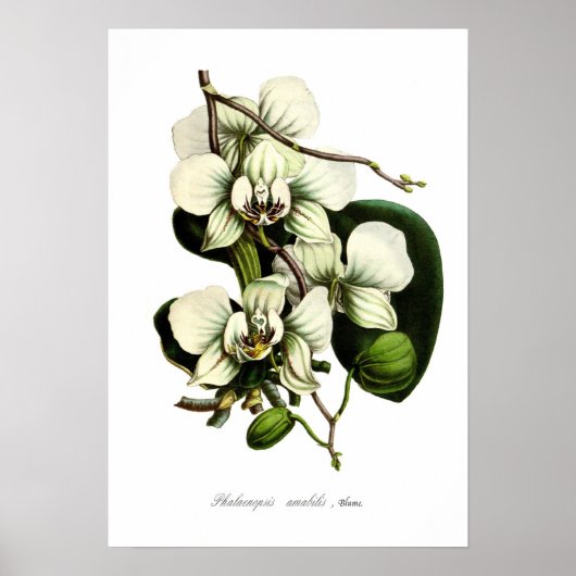 Phalaenopsis amabilis poster (Voorkant)