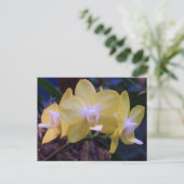 Phalaenopsis butterfly orchidee briefkaart (Staand voorkant)