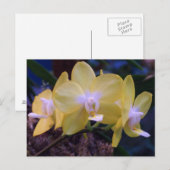 Phalaenopsis butterfly orchidee briefkaart (Voorkant / Achterkant)