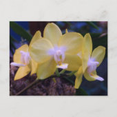 Phalaenopsis butterfly orchidee briefkaart (Voorkant)