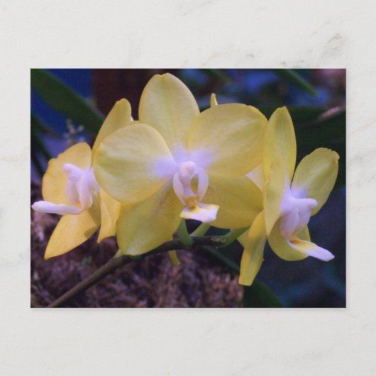 Phalaenopsis butterfly orchidee briefkaart (Voorkant)