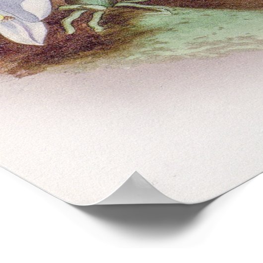 Phalaenopsis Casta Orchid Poster (Hoek)