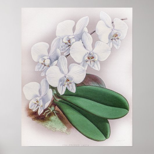 Phalaenopsis Casta Orchid Poster (Voorkant)