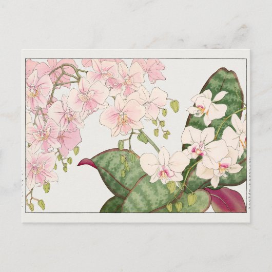 Phalaenopsis door Tanigami Konan Briefkaart (Voorkant)