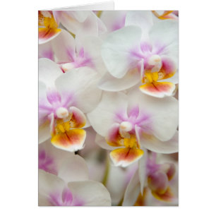 Phalaenopsis Orchid