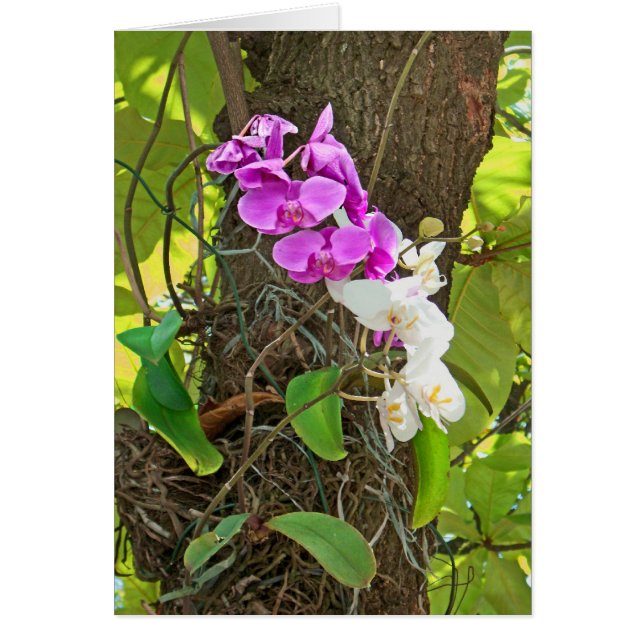 Phalaenopsis Orchid (Voorkant)