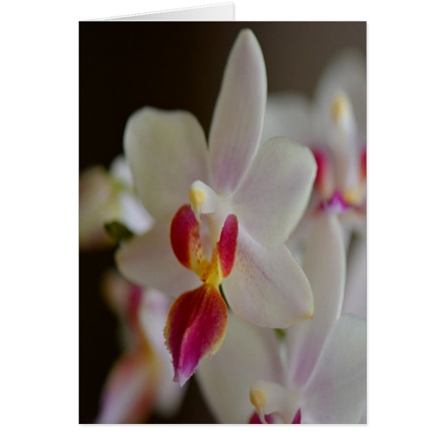 Phalaenopsis Orchid (Voorkant)