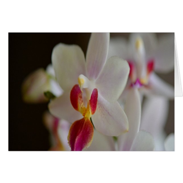 Phalaenopsis Orchid (Voorkant Horizontaal)