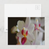 Phalaenopsis Orchid Briefkaart (Voorkant / Achterkant)