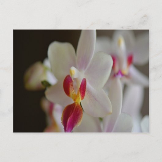 Phalaenopsis Orchid Briefkaart (Voorkant)
