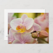 Phalaenopsis Orchid Briefkaart (Voorkant / Achterkant)