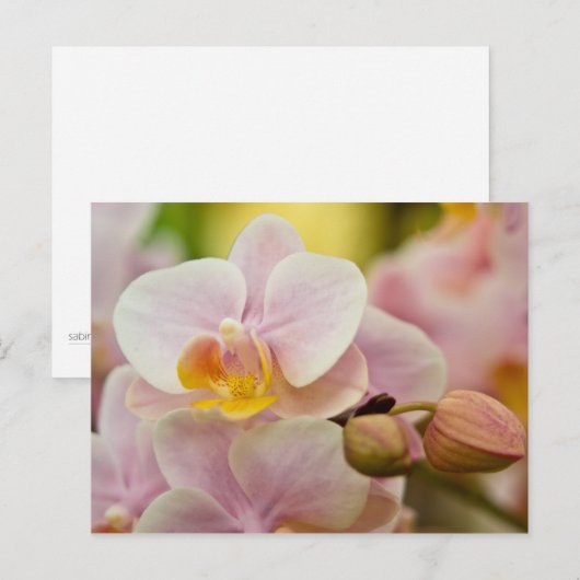 Phalaenopsis Orchid Briefkaart (Voorkant / Achterkant)