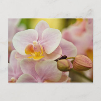 Phalaenopsis Orchid Briefkaart