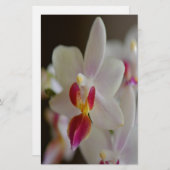 Phalaenopsis Orchid Briefpapier (Voorkant / Achterkant)