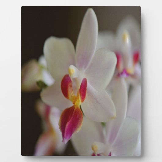 Phalaenopsis Orchid Fotoplaat (Voorkant)