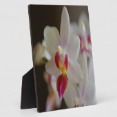 Phalaenopsis Orchid Fotoplaat (Zijkant)