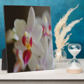 Phalaenopsis Orchid Fotoplaat (Zijkant)