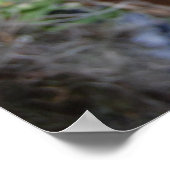 Phalaenopsis Orchid in Natural Habitat Poster (Hoek)