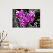 Phalaenopsis Orchid in Natural Habitat Poster (Keuken)